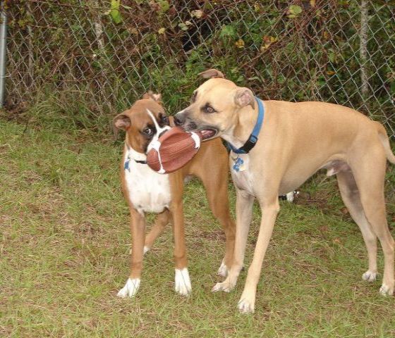 Good Doggies Share!