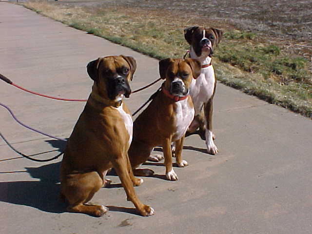 Good Doggies