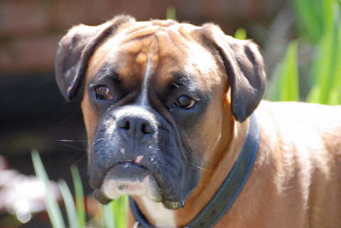 Good looking boy