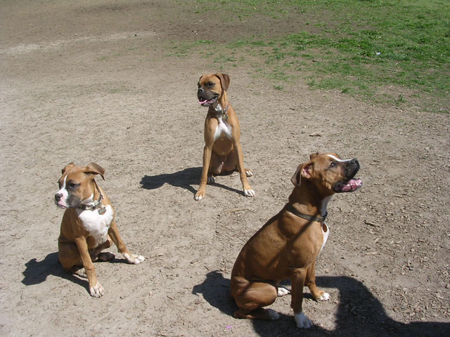 Good Puppies!