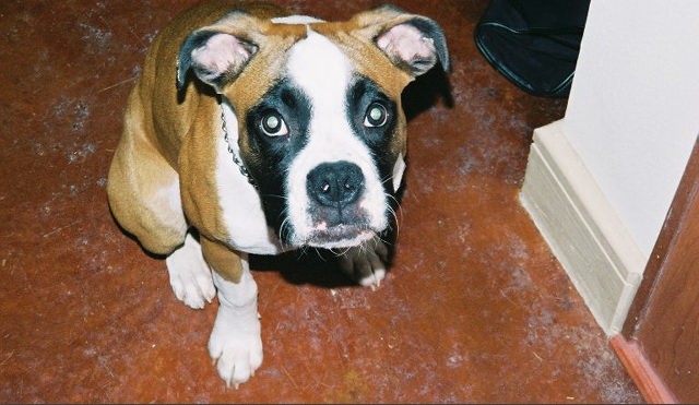 Good sit Harley