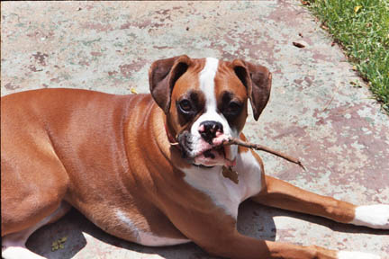 Good Stick.... yummy!