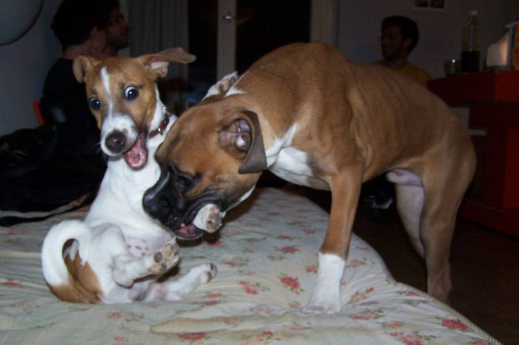 Goofy and Osho playing
