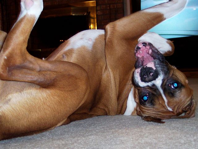 Goofy dog..