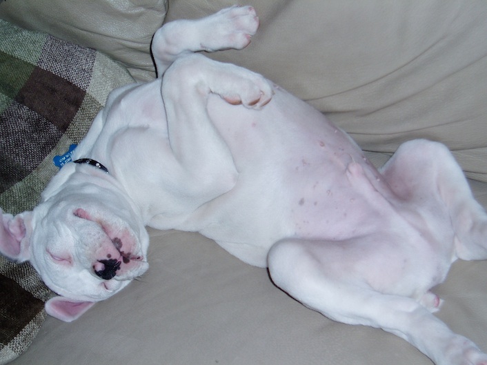 Goofy Romeo on his back