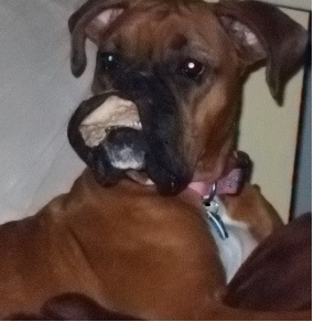 Goofy_Dog_640x520_