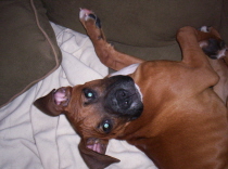 Goofy_pup