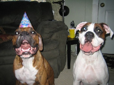 goofypuppies