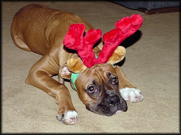 Got antlers??