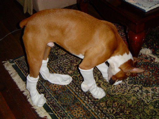 Got Socks??