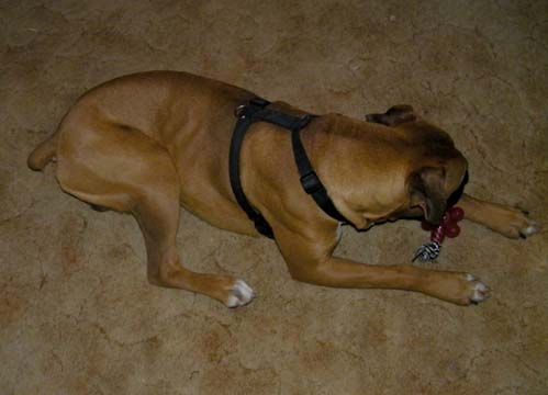 Got that Toy!