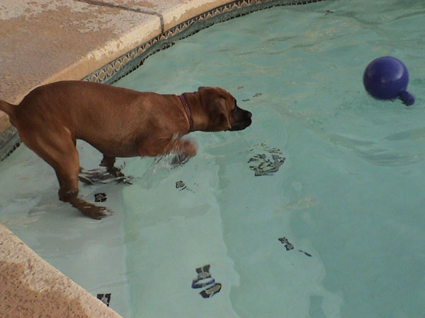 got to save my ball