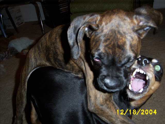 Gotcha Ya!!
