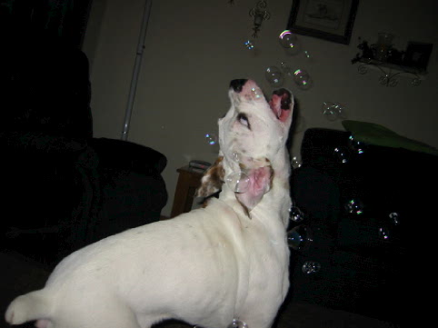 Gotta get the bubbles...