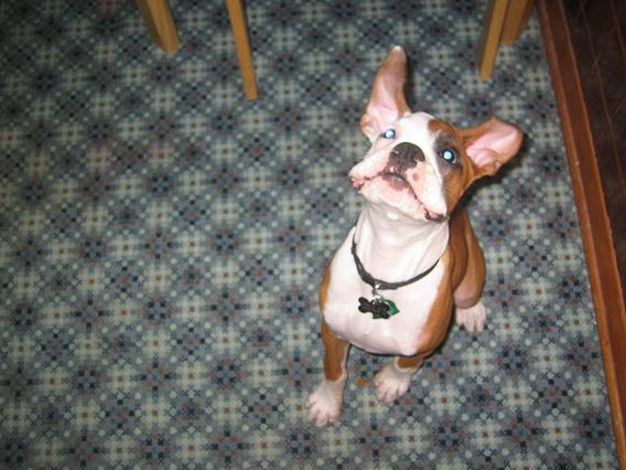 Gotta love the smushy, floppy face!
