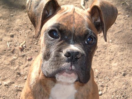 Gotta Love those Ears!