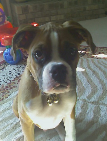 Gotti16wks