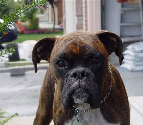 GQ Pooch