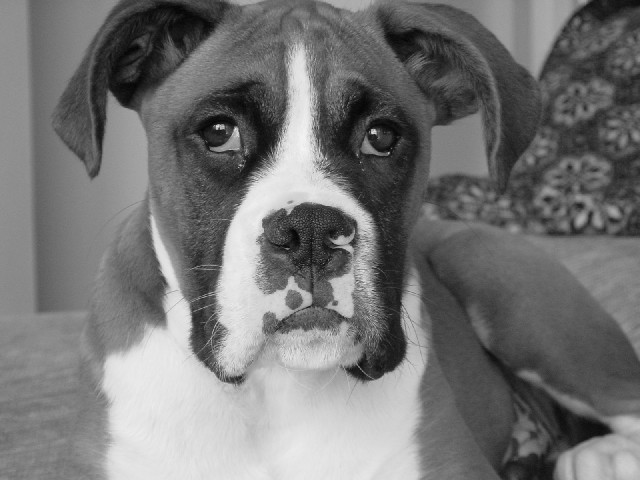 GQ Rocky