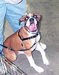Grab it and Run Xena-Puppy Graduation