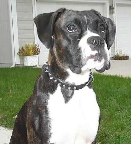 gracie a month before we adopted her, October 2004