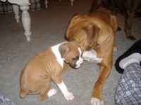 Gracie and Boss