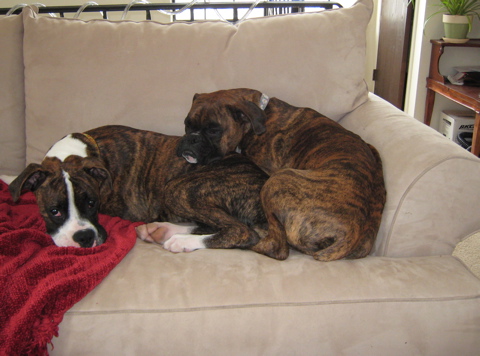 Gracie and Gus snoozin'
