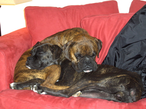 Gracie and Rainey snoozin'