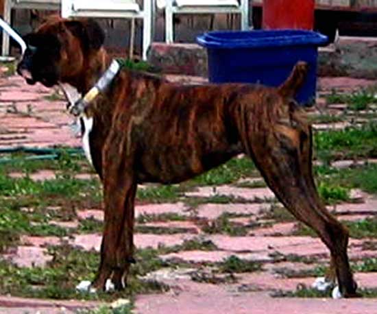 Gracie at age 8 months