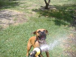 Gracie attacking the water