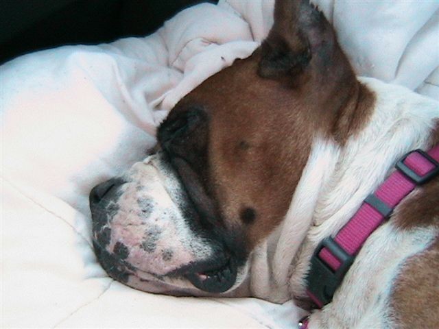 Gracie Girl