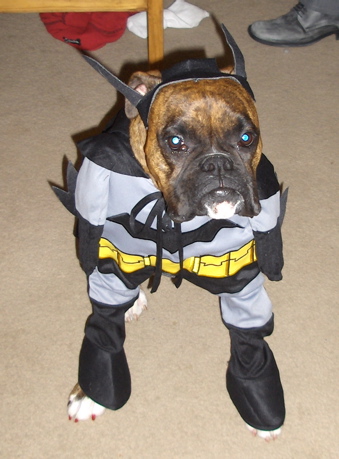 Gracie, Halloween 2005