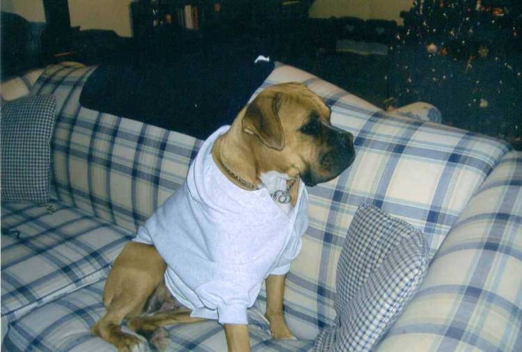 Gracie in her new hoodie