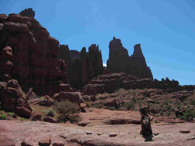Gracie on vacation in Utah