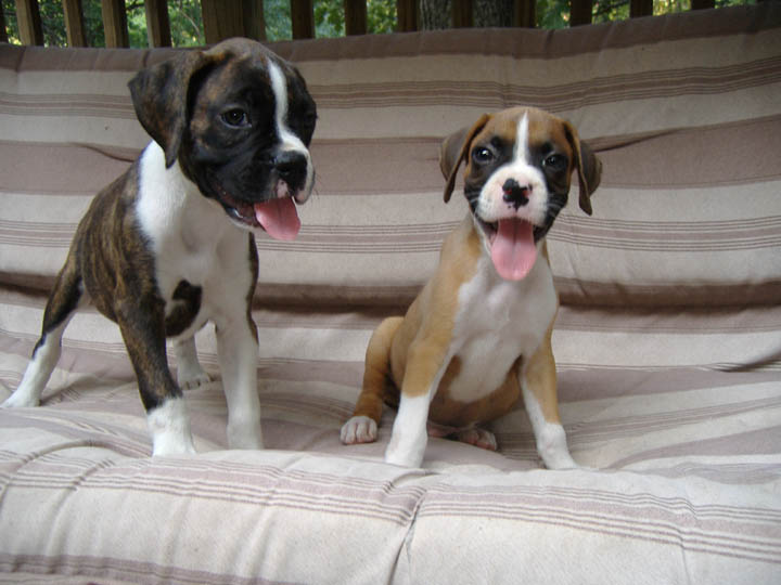 Gracie & Rudie