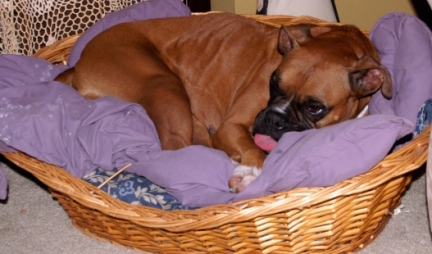 Gracie Sleeping