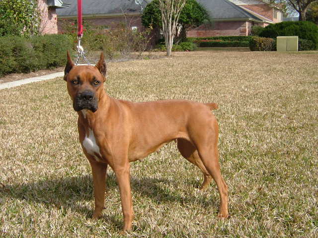 GRACIE