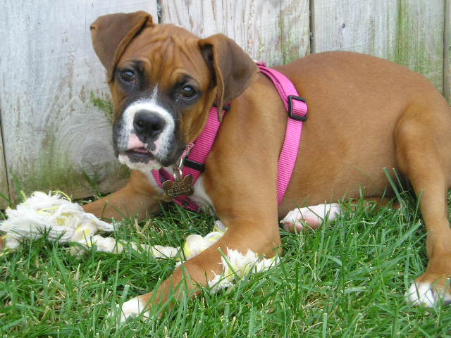 Gracie