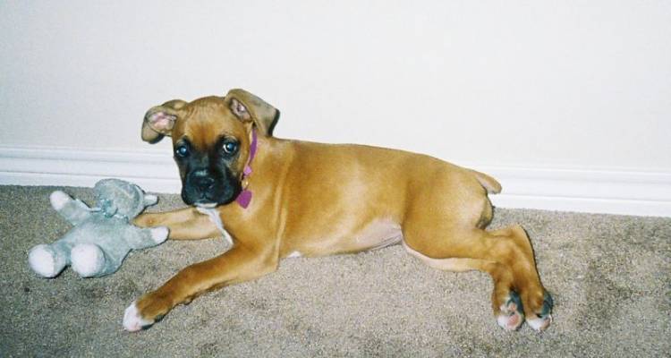 Gracie