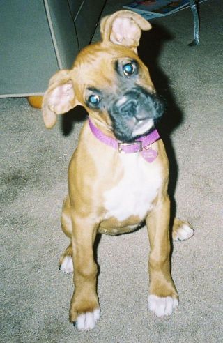 Gracie