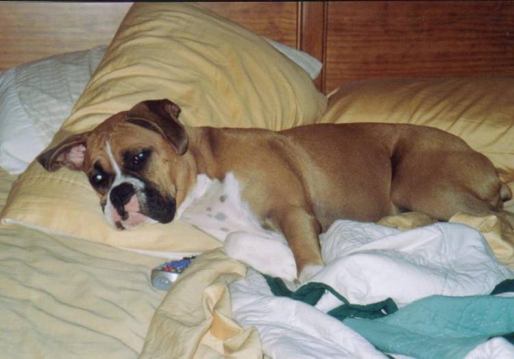 gracie