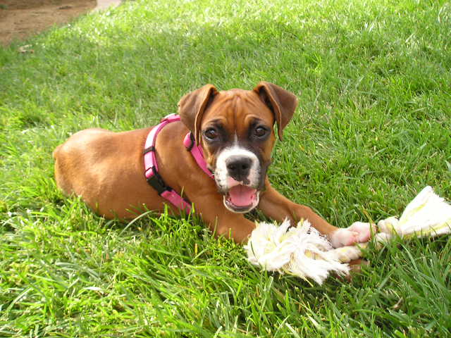 Gracie2
