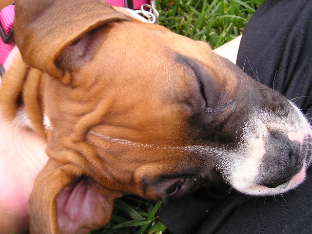 Gracie4