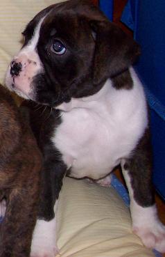 gracie5