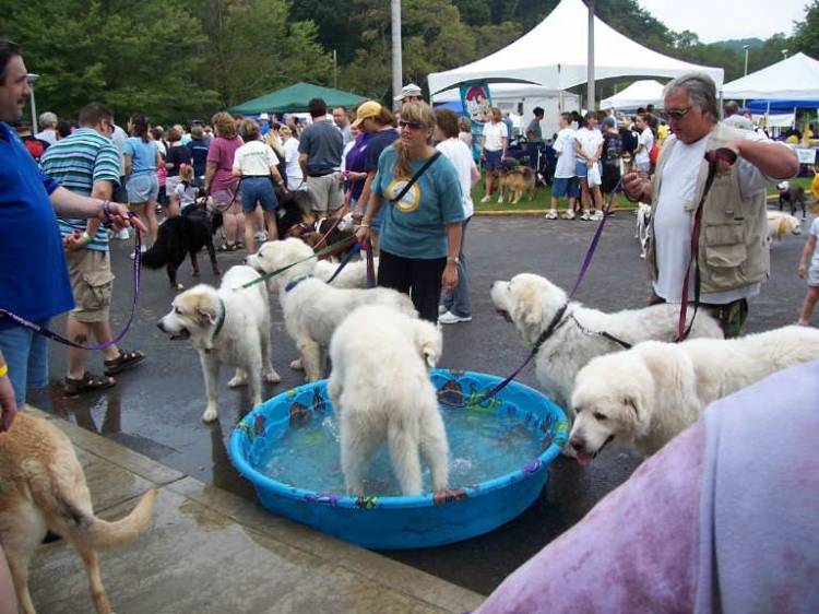 Great Pyranese at the walk