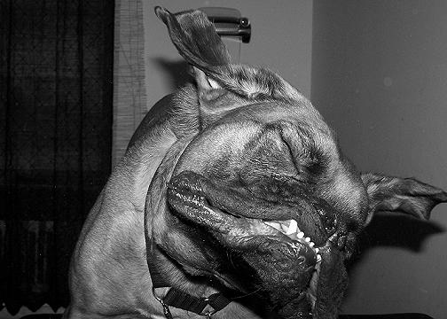 Great still of me getting slobbered!