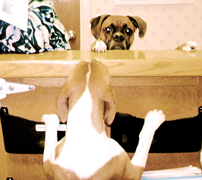 Greeting a new friend