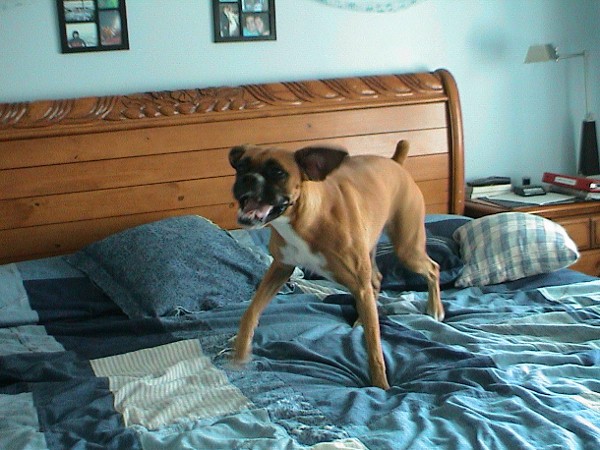 Gremlin impression