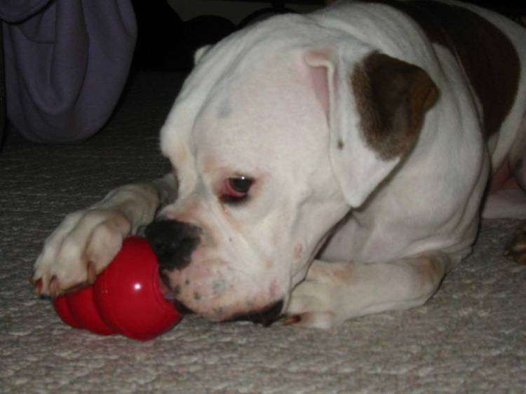 Greta and her Kong.