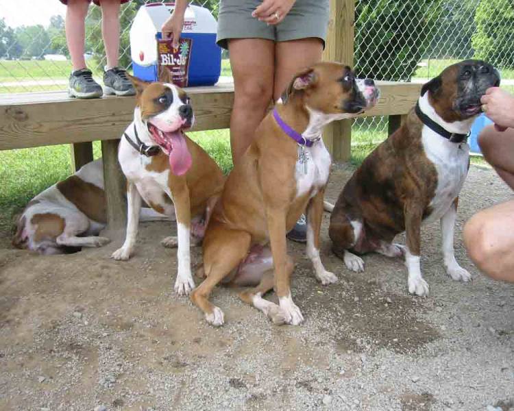 Greta, Brutus, Allie, and Killian